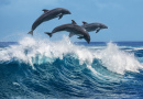 Delfine springen über brechende Wellen, Hawaii