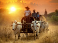 Ochsenkarren in Bagan, Myanmar