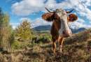 Eine Kuh in Siebenbürgen, Rumänien