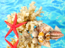 Seesterne, Korallen und Muscheln