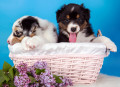 Australian Shepherd Welpen