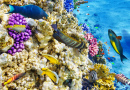 Unterwasserwelt mit Korallen und tropischen Fischen
