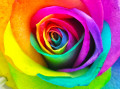 Regenbogen Rose Nahaufnahme