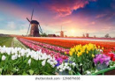 Holland in Bloom