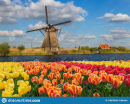 Netherlands in Bloom