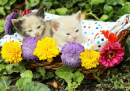 Kätzchen in einem Weidenkorb
