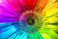 Regenbogenblume