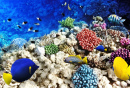 Korallen und Fische im Roten Meer
