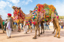 Geschmücktes Kamel bei Bikaner, Indien