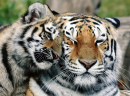 Sibirischer Tiger mit Jungtier