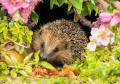 Igel und Blumen