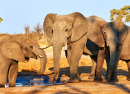 Elephants in Btswana Park