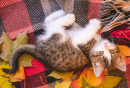 Kleines Kätzchen auf einer kuscheligen Decke
