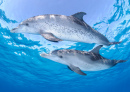 Delphin-Paar
