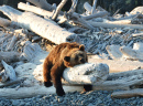 Brown Bear, Okhotsk Sea Coast