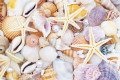 Perlen, Seesterne und Muscheln