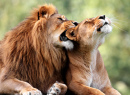 Paar Löwen