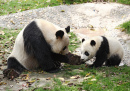 Große Pandas