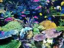 Tropische Fische im Aquarium