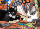 Kätzchen auf einem Halloween-Quilt