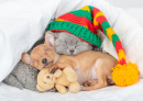 Kätzchen und Toy Terrier Welpe