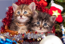 Sibirische Kätzchen am Weihnachtsbaum