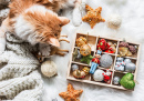 Rotes Kätzchen mit einer Schachtel Weihnachtsschmuck