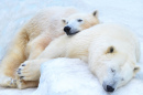 Eisbären schlafen im Schnee