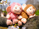Affen und Sakura-Blumen