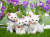 Vier kleine Kätzchen
