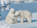 Eisbärenjungen