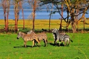 Tansanische Zebras
