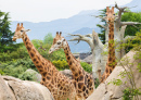 Giraffen in der afrikanischen Savanne