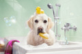 Retriever beim Baden