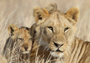 Löwenjunges mit seinem Babysitter