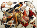 Exotische Vögel, Zeichnung aus dem 19. Jahrhundert