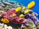 Korallen und Fische im Roten Meer