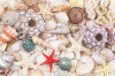 Korallen, Seesterne, Muscheln und Perlen