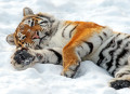 Sibirischer Tiger im Schnee