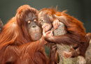 Mutter und Baby Orang-Utans