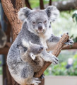 Koala mit Baby
