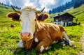 Kuh in den österreichischen Alpen
