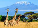 Drei Giraffen und der Kilimandscharo