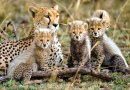 Weiblicher Gepard mit Jungen, Serengeti NP