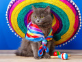 Sombrero-Katze