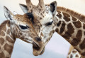 Giraffenfamilie