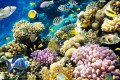 Korallenriff-Landschaft