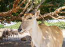 Gazelle in Tansania