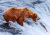 Grizzly im Katmai-Nationalpark, Alaska