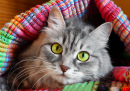 Katze mit gelbgrünen Augen